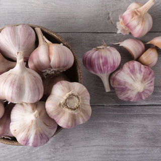 Purple Cadours garlic AOP piece with vibrant purple skin, fresh harvest quality for gourmet cooking and authentic taste