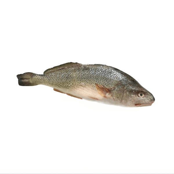 Wild Meagre Fish 1/1.5kgs (Stone bass) As is - Les Gastronomes