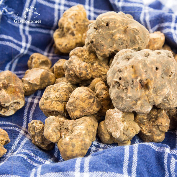 Fresh White Truffle (Magnatum Pico) - 30g to 35g - Les Gastronomes