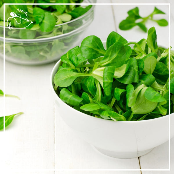 Fresh lamb lettuce, also known as mache, in a 125g package, showing vibrant green leaves ready for salads
