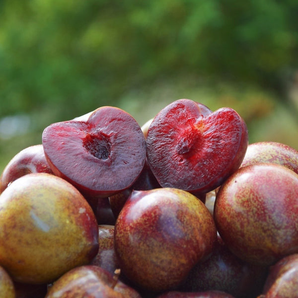 Lovita Black Plums - 300g - Les Gastronomes