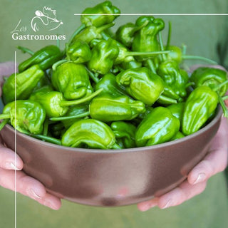 Fresh padron peppers sold in a 250g package, perfect for cooking, grilling or roasting as a delicious Spanish-style appetizer