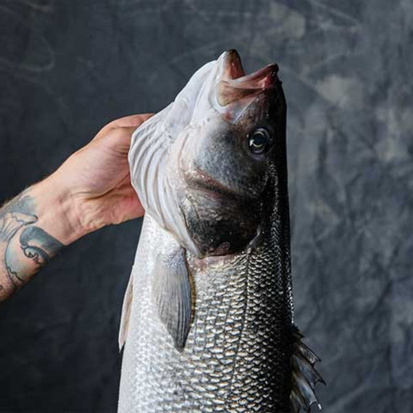The Great Atlantic Sea Bass above 2Kg - Farmed - Les Gastronomes