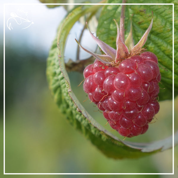 Tulameen Raspberries - 100g - Les Gastronomes