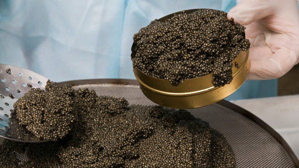Exploring the World of Caviar: History, Production, and Enjoyment - Les Gastronomes