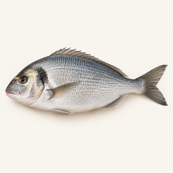 Greek Black Seabream, Whole — 600–800g | Fresh