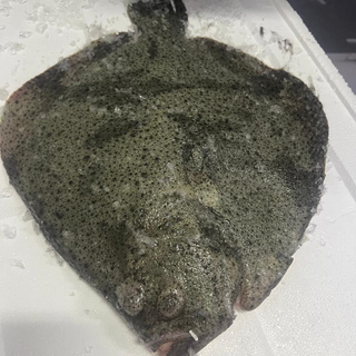 Fresh Turbot (Whole – Not Cleaned) 1–1.5kg