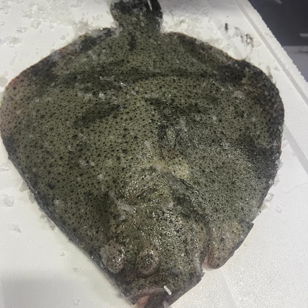 Fresh Turbot (Whole – Not Cleaned) 1–1.5kg