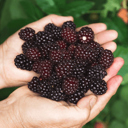 Blackberries - 100g - Les Gastronomes