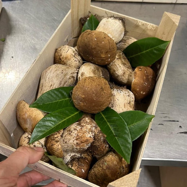 Fresh Wild Porcini Mushrooms, Handpicked, Premium Quality (Seasonal Gourmet) - Les Gastronomes