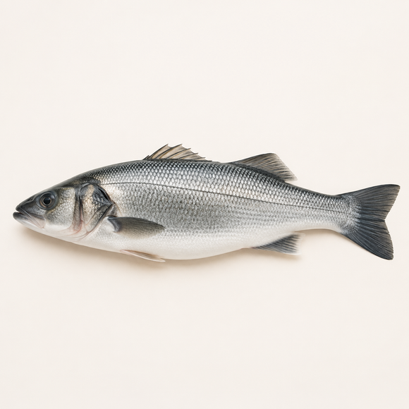 Wild Line-Caught Sea Bass 2–3kg | France | Fresh | Priced per kg — product image