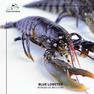 Lobster Blue Live 800g to 1kg - Les Gastronomes