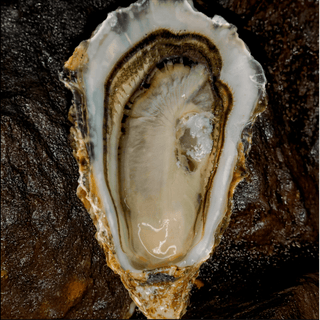 Roumégous Fine Oysters No3. 12 pieces - Les Gastronomes