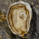 Roumégous Spéciale Oysters No3. 24 pieces (best before 02/10/2025) - Les Gastronomes