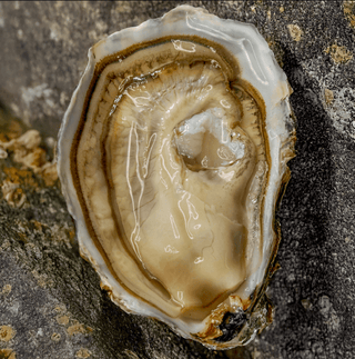 Roumégous Spéciale Oysters No3. 24 pieces (best before 02/10/2025) - Les Gastronomes