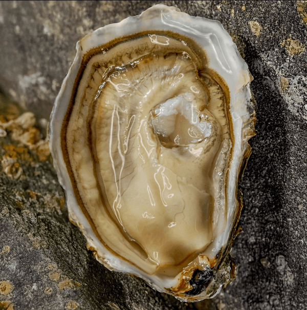 Roumégous Spéciale Oysters No3. 24 pieces (best before 02/10/2025) - Les Gastronomes