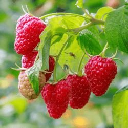 Tulameen Raspberries - 100g - Les Gastronomes