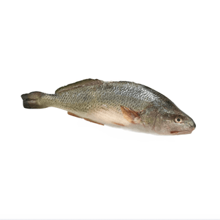 Wild Meagre Fish 1/1.5kgs (Stone bass) As is - Les Gastronomes