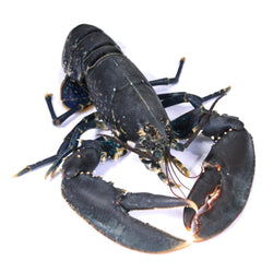 Lobster Blue Live 600g - 800g - Les Gastronomes