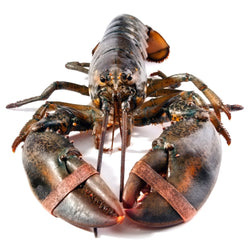 Lobster Canadian Live 600g -800g - Les Gastronomes