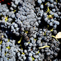 Muscat Grapes - 1Kg - Les Gastronomes