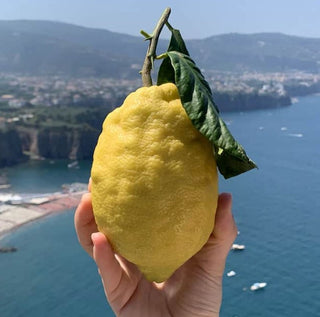 Premium Lemons from Sorrento Italy IGP - Untreated - 1Kg - Les Gastronomes