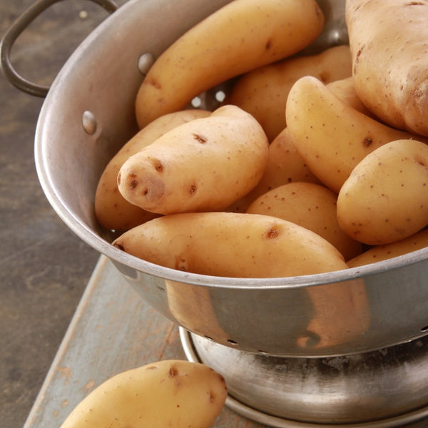 Ratte Potatoes, Fingerling potatoes, 500g - Les Gastronomes
