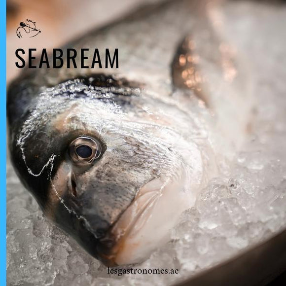Freshly caught wild royal seabream fish weighing 700g, displayed on ice, ready for cooking Mediterranean cuisine