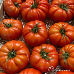 Tomato Marmande 1Kg - Les Gastronomes