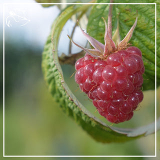 Tulameen Raspberries - 100g - Les Gastronomes