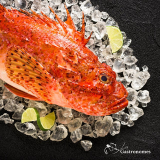 Fresh wild scorpion fish weighing between 800g to 1.2kg, displayed with vibrant red scales and distinctive fins