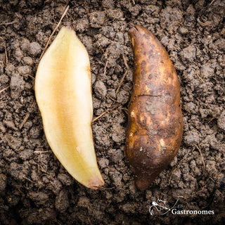 Yacon pear potatoes 500g organic fresh vegetables root tuber for diabetics healthy low-calorie alternative sweetener